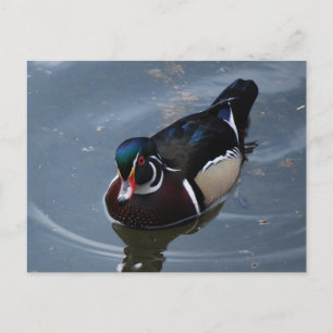 Carte Postale canard de bois
