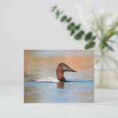 Carte Postale Canard de Canvasback mâle (Debout devant)