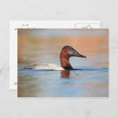 Carte Postale Canard de Canvasback mâle (Devant / Derrière)