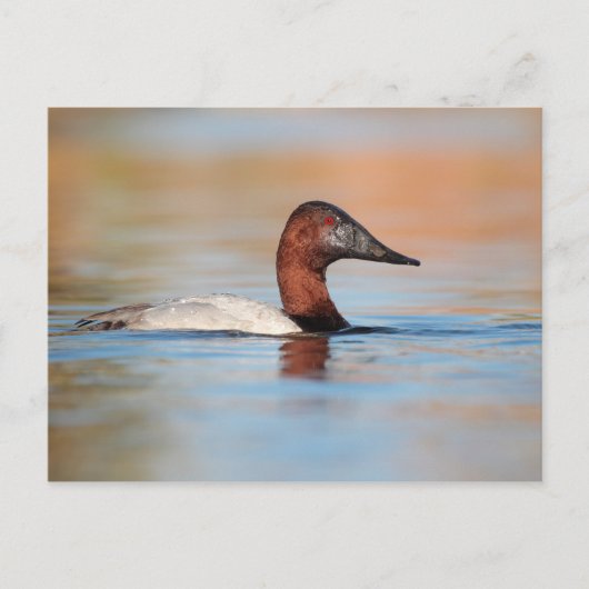 Carte Postale Canard de Canvasback mâle (Devant)