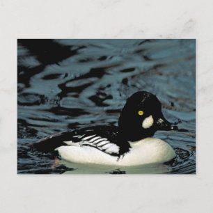Carte Postale Canard de Goldeneye