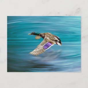Carte Postale Canard de Majard volant