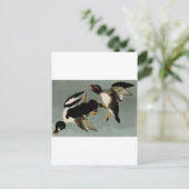 Carte Postale Canard de mer à oeil doré (Debout devant)