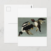 Carte Postale Canard de mer à oeil doré (Devant / Derrière)