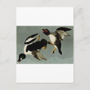 Carte Postale Canard de mer à oeil doré