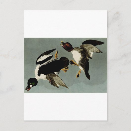 Carte Postale Canard de mer à oeil doré (Devant)