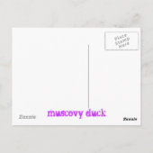 Carte Postale canard de muscovy (Dos)