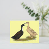 Carte Postale Canard de ponte hybride (Debout devant)