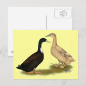 Carte Postale Canard de ponte hybride (Devant / Derrière)