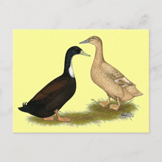 Carte Postale Canard de ponte hybride (Devant)