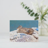 Carte Postale Canard de repos (Debout devant)