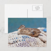Carte Postale Canard de repos (Devant / Derrière)