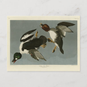 Carte Postale Canard doré - photo d'Audubon's Birds of America