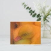 Carte Postale Canard dormant (Debout devant)