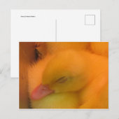 Carte Postale Canard dormant (Devant / Derrière)