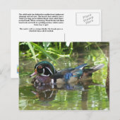 Carte Postale canard en bois (Devant / Derrière)