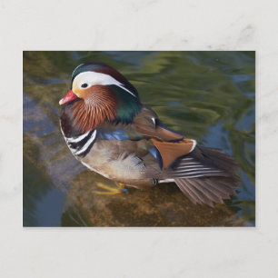 Carte Postale Canard En Bois Avec Bracelet À Ankine