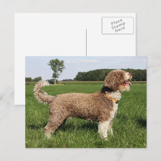 Carte Postale canard espagnol (Devant / Derrière)