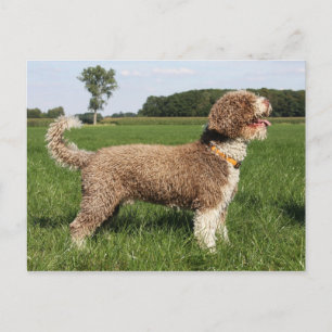 Carte Postale canard espagnol
