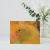 Carte Postale Canard éveillé (Debout devant)