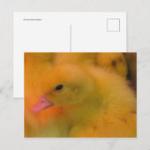 Carte Postale Canard éveillé (Devant / Derrière)