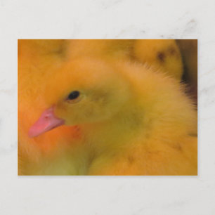 Carte Postale Canard éveillé