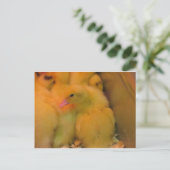 Carte Postale Canard éveillé (Debout devant)