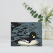 Carte Postale Canard goldeneye (Debout devant)