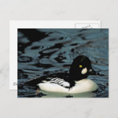 Carte Postale Canard goldeneye (Devant / Derrière)