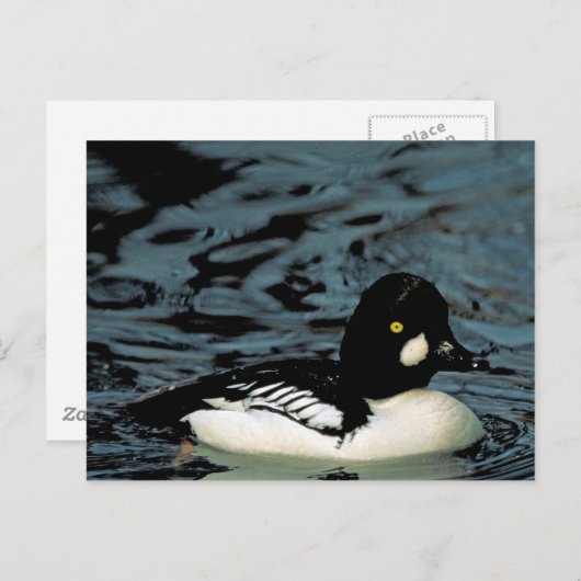 Carte Postale Canard goldeneye (Devant / Derrière)