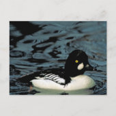 Carte Postale Canard goldeneye (Devant)