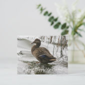 Carte Postale Canard gris sur le lac sombre (Debout devant)