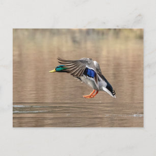 Carte Postale Canard Mallard en vol