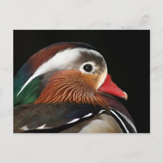 Carte Postale Canard mandarin