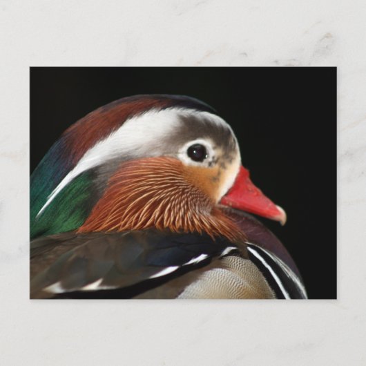 Carte Postale Canard mandarin (Devant)