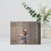 Carte Postale Canard mandarin (Debout devant)
