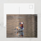 Carte Postale Canard mandarin (Devant / Derrière)
