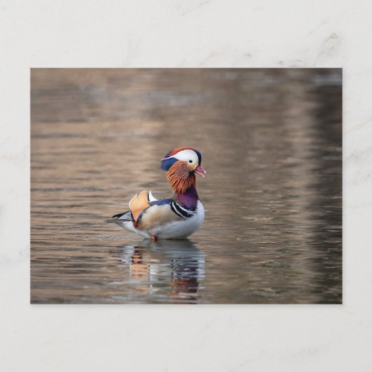 Carte Postale Canard mandarin (Devant)