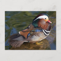 Canard mandarin