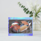 Carte postale - Canard mandarin (Debout devant)