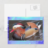 Carte postale - Canard mandarin (Devant / Derrière)