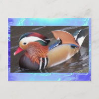 Carte postale - Canard mandarin