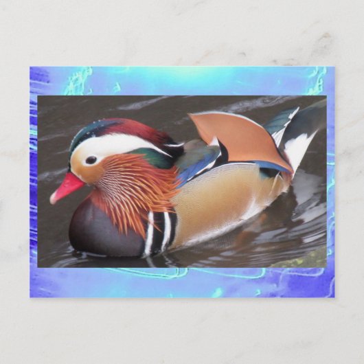 Carte postale - Canard mandarin (Devant)