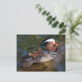 carte postale canard mandarin (Debout devant)