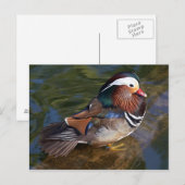 carte postale canard mandarin (Devant / Derrière)