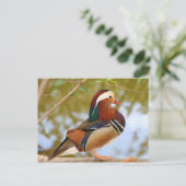 Carte Postale Canard mandarin (Debout devant)