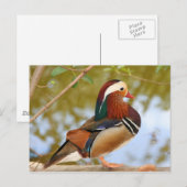 Carte Postale Canard mandarin (Devant / Derrière)