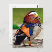 Carte Postale Canard mandarin (Aix galericulata) (Devant / Derrière)