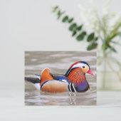Carte Postale Canard mandarin (Aix galericulata) (Debout devant)