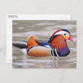 Carte Postale Canard mandarin (Aix galericulata) (Devant / Derrière)